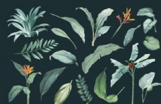 画册封面背景手绘植物树叶背景