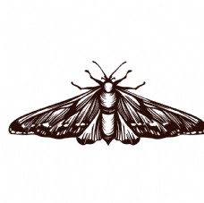 素描绘画昆虫蝴蝶