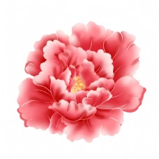 特写粉色牡丹花朵