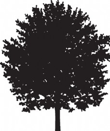 木柴植物系列树木