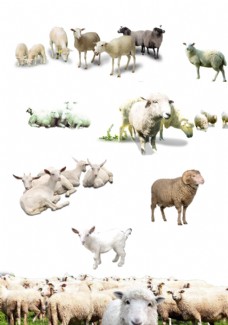 草原牧歌羊矢量图